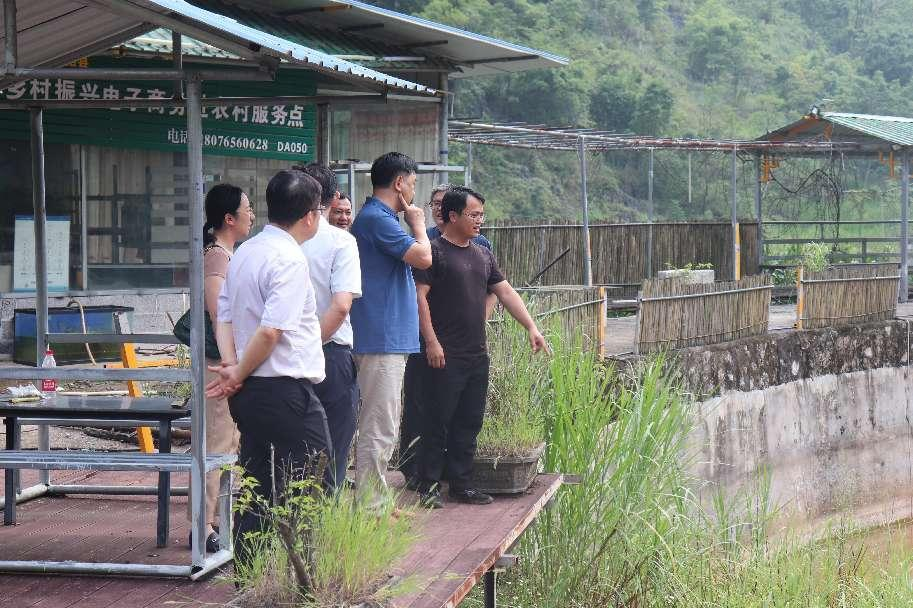 调研加范村珍珠鳖养殖产业